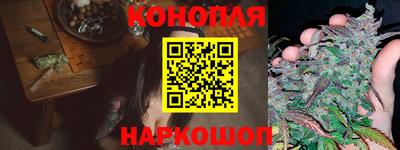 гашик Кингисепп