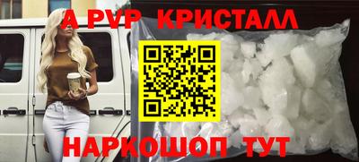 гашик Кингисепп